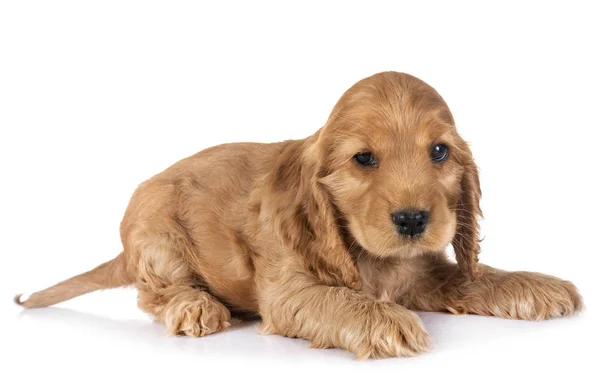 Filhote Cachorro Cocker Spaniel Frente Fundo Branco — Fotografia de Stock