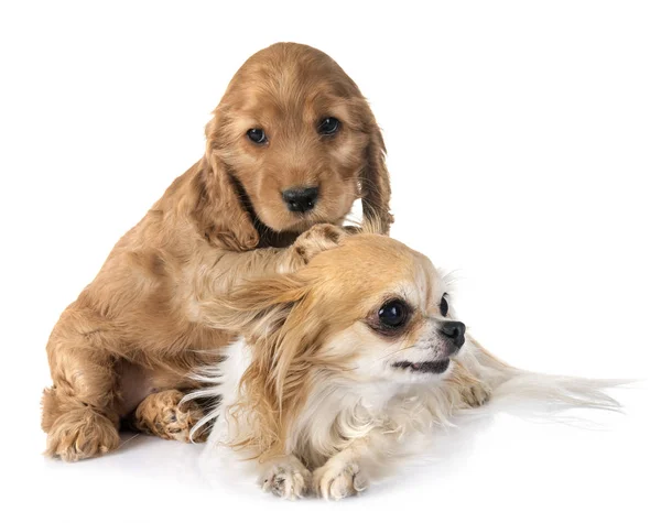 Puppy Cocker Spaniel Chihuahua Front White Background — Stock Photo, Image
