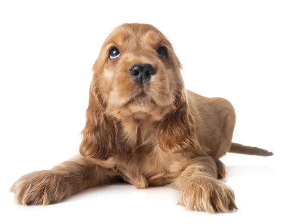 白い背景の前に子犬のコッカー スパニエル — ストック写真