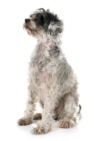 Old Tibetan Terrier Front White Background — Stock Photo, Image