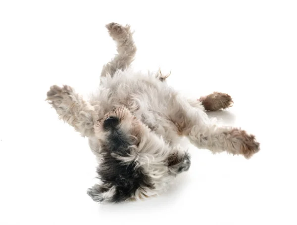 Velho Tibetano Terrier Frente Fundo Branco — Fotografia de Stock