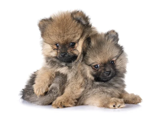 Jong Pomeranians Voorkant Van Witte Achtergrond — Stockfoto