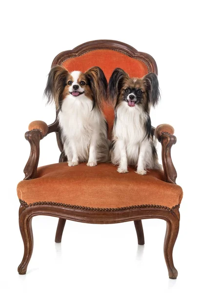 Papillon Perros Sillón Delante Fondo Blanco — Foto de Stock