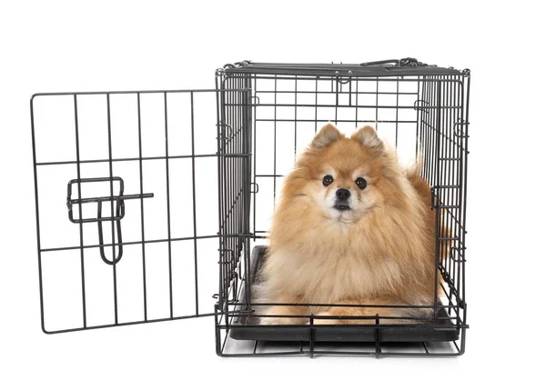 Little Dog Cage Front White Background — Stock Photo, Image
