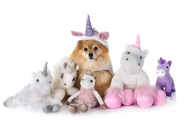 Einhorn Kleiner Hund Vor Weißem Hintergrund — Stockfoto