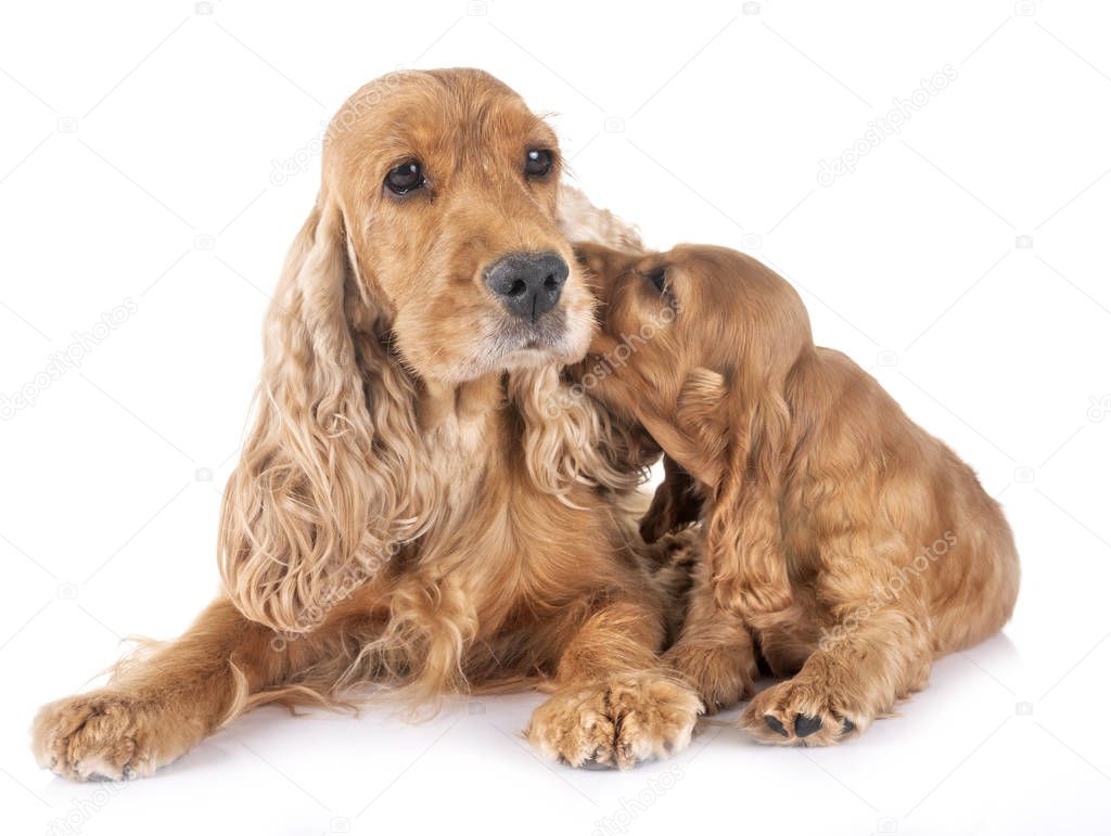 puppy cocker spaniel and mother in front of white background