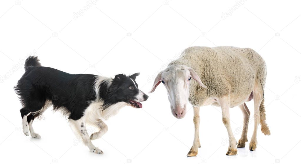 border collie and sheep in front of white background