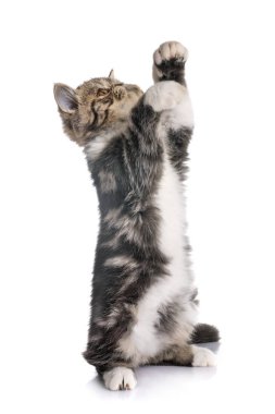 Beyaz arka plan önünde egzotik stenografi kedi