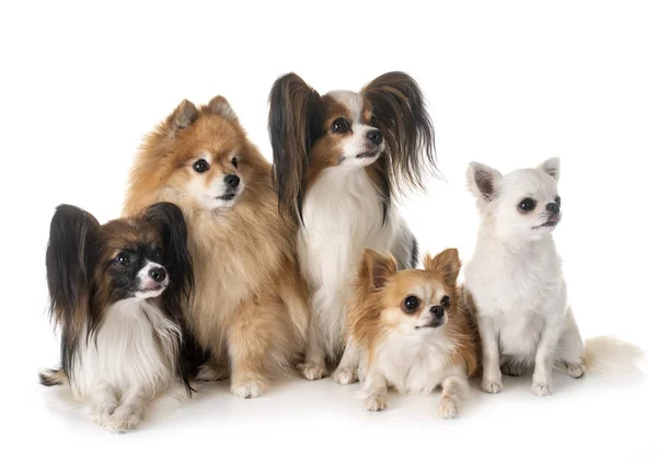 Маленькие Собаки Белом Фоне — стоковое фото