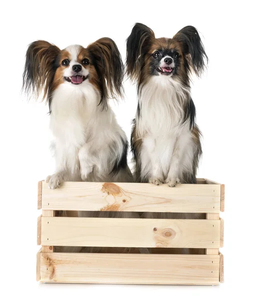 Papillon Perros Frente Fondo Blanco — Foto de Stock