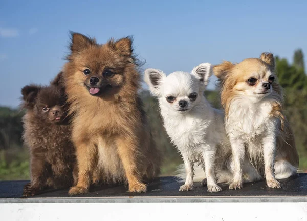 Küçük Köpekler Oturan Iki Pomeranian Iki Chihuahua Islak — Stok fotoğraf