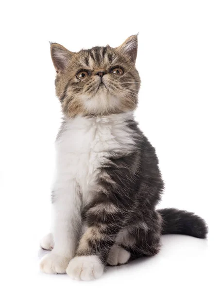 Exotic Shorthair Kitten Front White Background — Stock Photo, Image