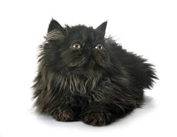 Zwarte Perzisch Kitten Voor Witte Achtergrond — Stockfoto