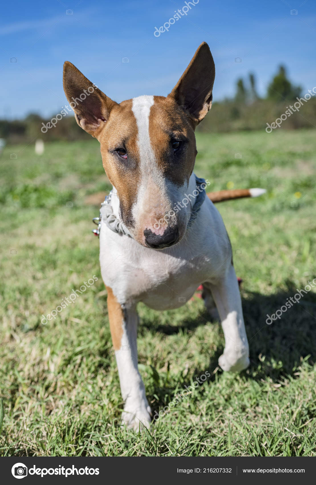bull terrier training