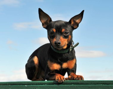 miniature pinscher black and tan laid down in nature clipart