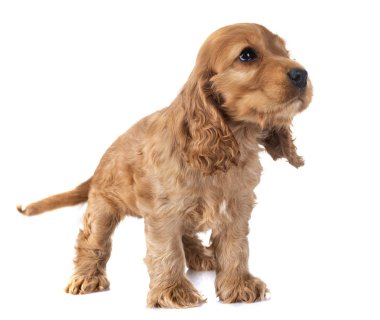 Beyaz arkaplan önünde köpek cocker spaniel