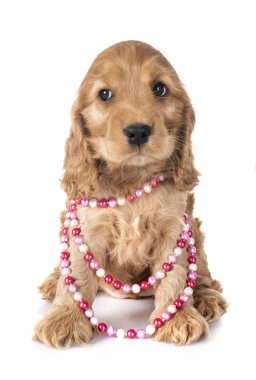 Beyaz arkaplan önünde köpek cocker spaniel