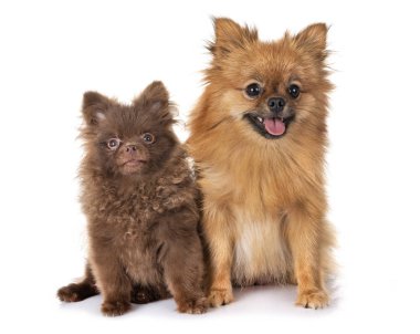 Beyaz arka plan önünde Pomeranian aile