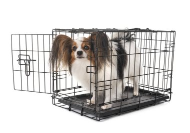 küçük köpek ve beyaz arka plan önünde kafes