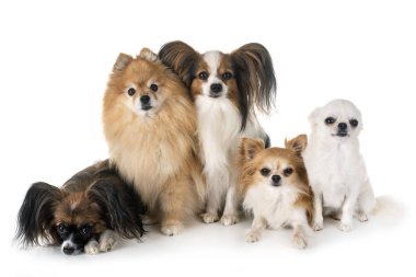 Beyaz arka planda küçük köpekler