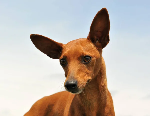 蓝色天空前棕色短毛猎犬的肖像 — 图库照片