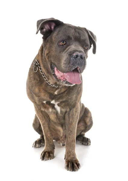 Cane Corso Beyaz Arka Plan Önünde — Stok fotoğraf