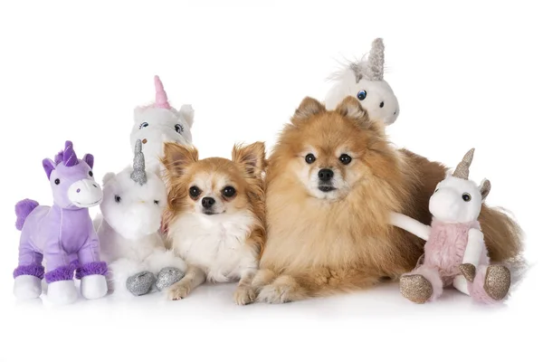 Pequeños Perros Unicornio Delante Fondo Blanco — Foto de Stock