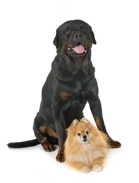Fajtiszta Rottweiler Spitz Fehér Háttér Előtt — Stock Fotó