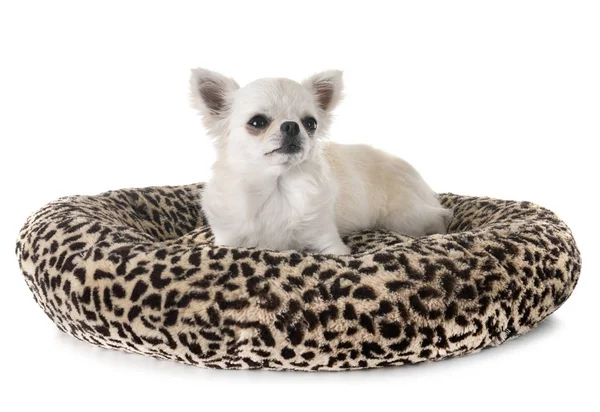 Chihuahua Bianco Davanti Sfondo Bianco — Foto Stock