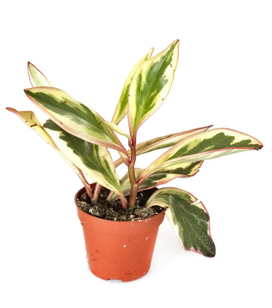 Potted Plant Front White Background — Stock Photo, Image