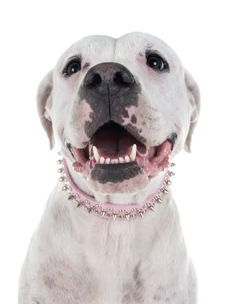 Argentinských Dog Před Bílým Pozadím — Stock fotografie