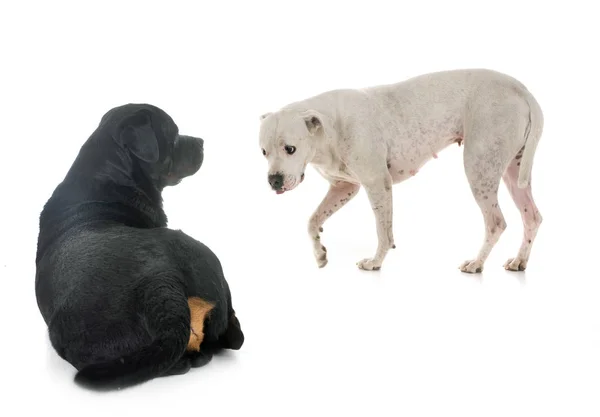 Argentinských Dog Rotvajler Před Bílým Pozadím — Stock fotografie