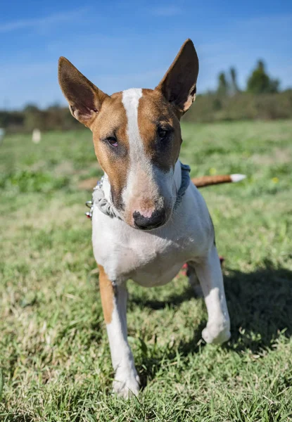 Bull Terrier Szkolenie Posłuszeństwa — Zdjęcie stockowe