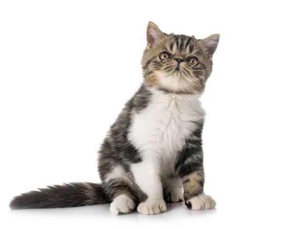 Exotická Krátkosrstá Kotě Před Bílým Pozadím — Stock fotografie