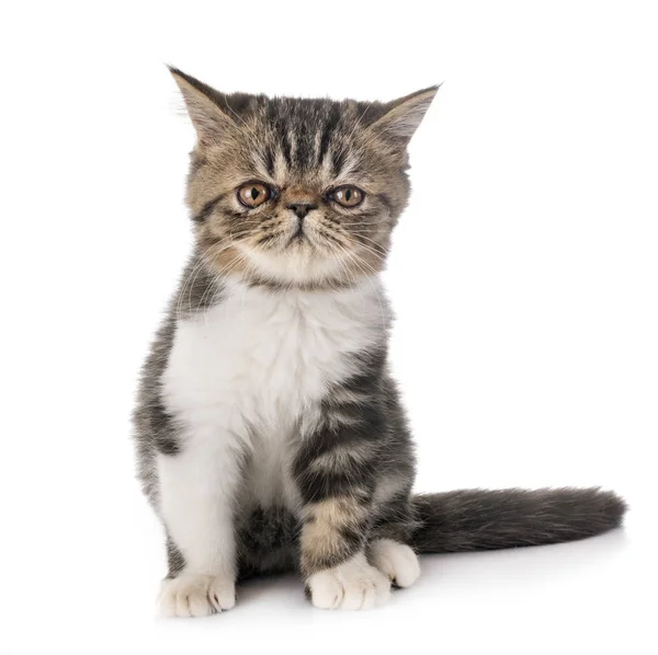 Exotic Shorthair Kitten Front White Background — Stock Photo, Image