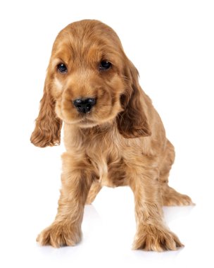 Beyaz arkaplan önünde köpek cocker spaniel