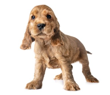 Beyaz arkaplan önünde köpek cocker spaniel