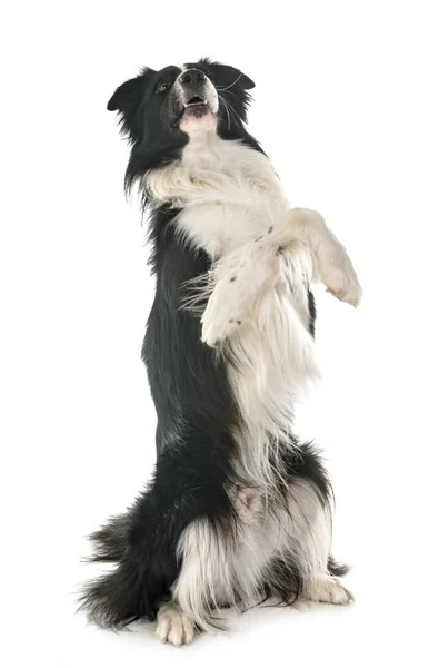 Border Collie Előtt Fehér Háttér — Stock Fotó