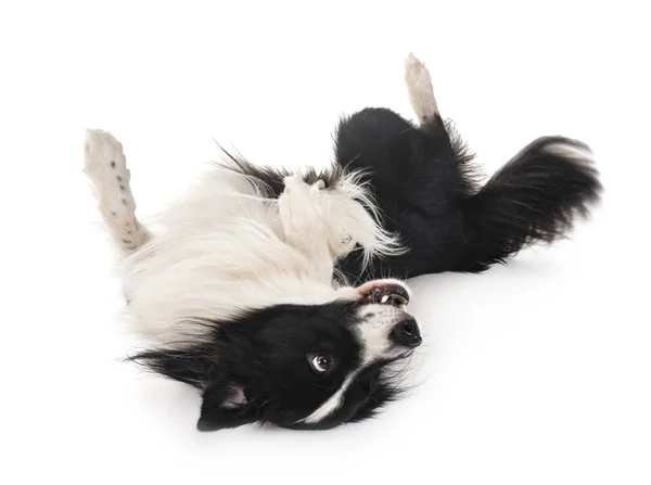 Border Collie Frente Fundo Branco — Fotografia de Stock