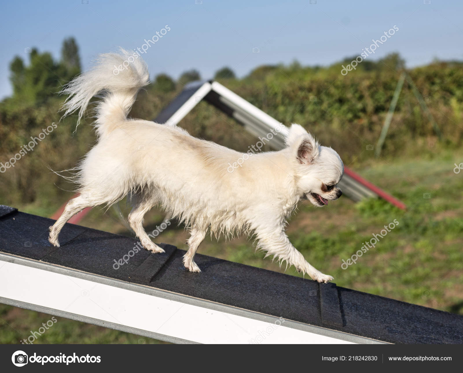 chihuahua agility training