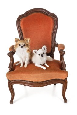 Chihuahuas beyaz arka plan önünde koltuk üzerinde