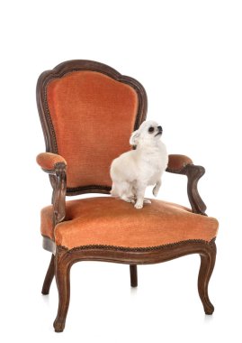 Chihuahua beyaz arka plan önünde koltuk üzerinde