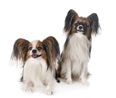 Beyaz arkaplan önünde papillon köpekler