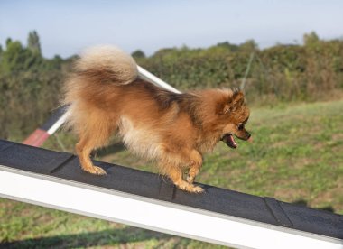 Biraz çeviklik pomeranian eğitimi