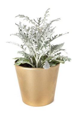 Jacobaea maritima potted plant in front of white background clipart