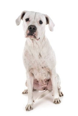 Beyaz arka plan önünde Arjantin köpeği