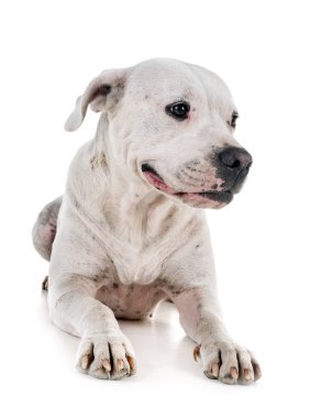 Beyaz arka plan önünde Arjantin köpeği