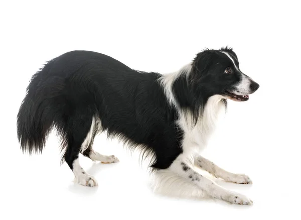 Border Collie Front White Background — Stock Photo, Image