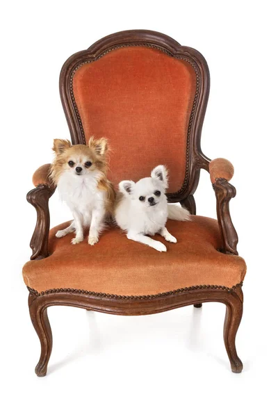 Chihuahuas Sillón Delante Fondo Blanco — Foto de Stock