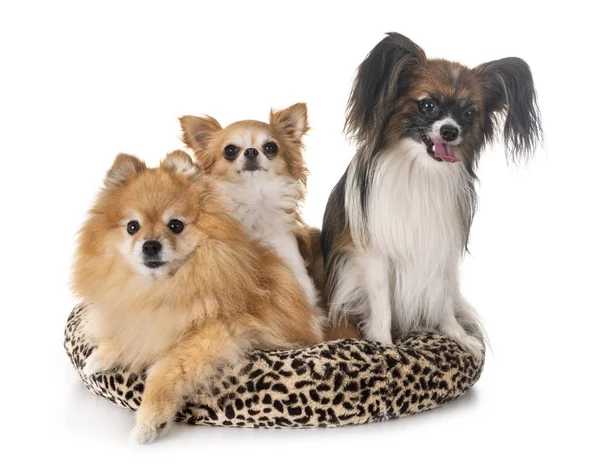 Little Dogs Front White Background — Stock Photo, Image